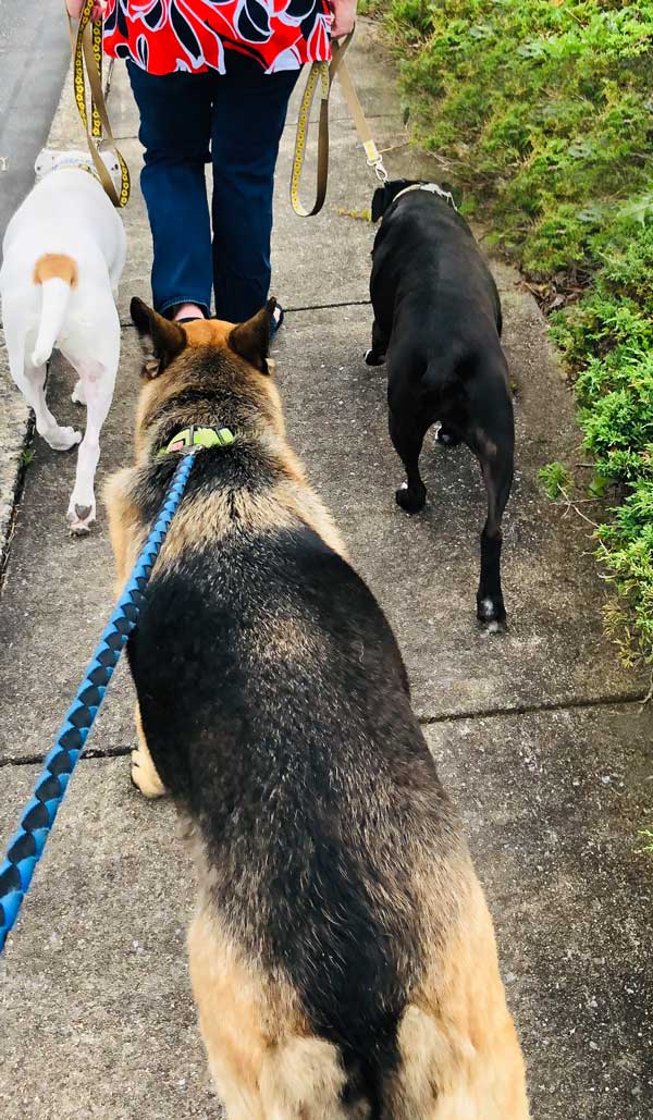 Three dogs walking