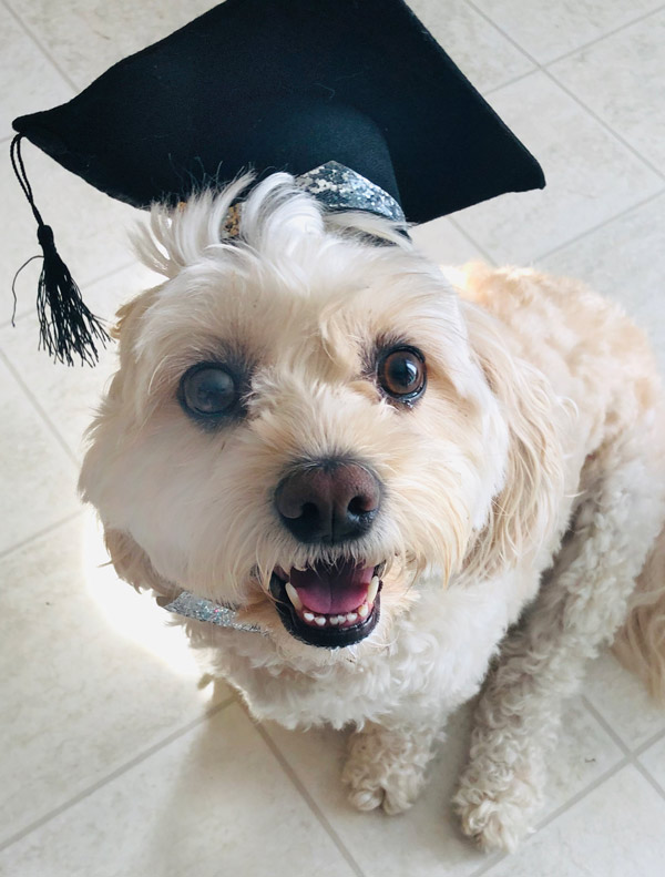 Fluffy white pup graduates from training