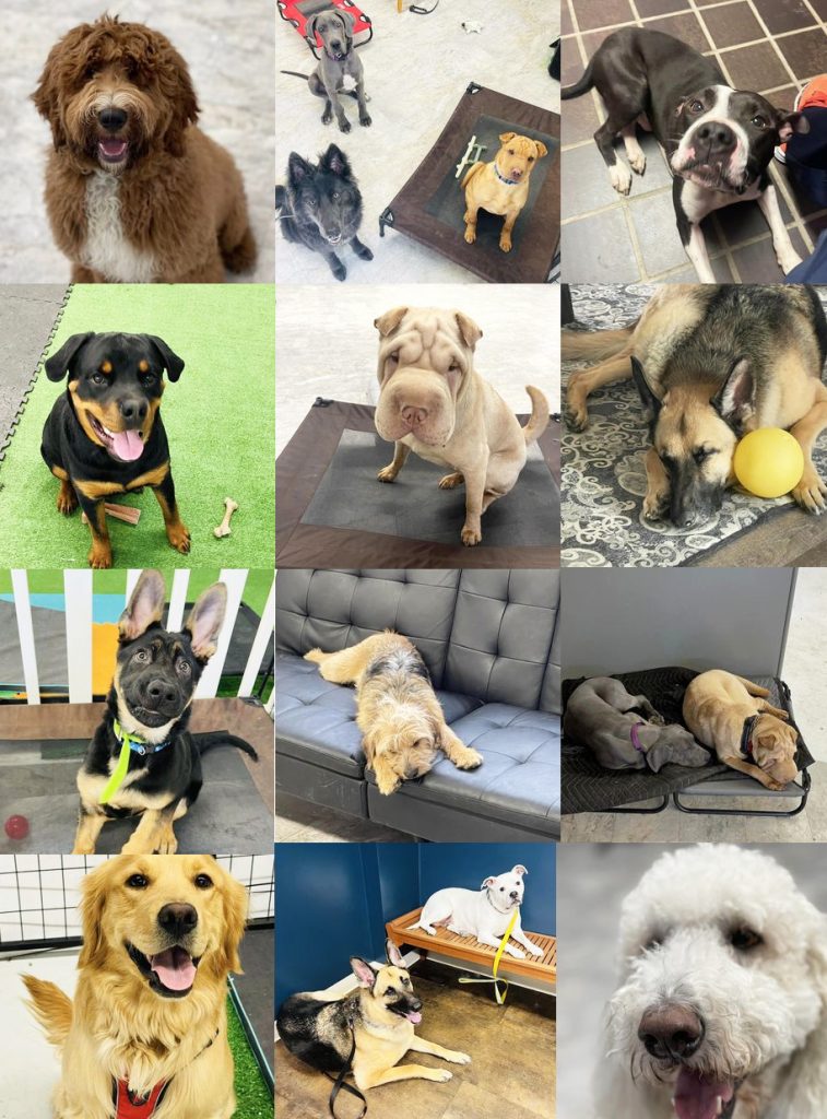 dogstogether